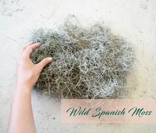 8oz Spanish Moss, Wild Grown Freshly Harvested, Tillandsia Usneoides, Organic