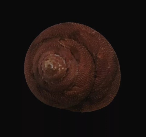 Conchiglia Shell BOLMA TAYLORIANA W/O Sudafrica 57 mm - Picture 4 of 5