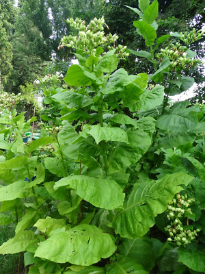 maryland mammoth tobacco plant Black Mammoth Tobacco 2000+ Seeds Snuss Snuff Chew Pipe Cigarettes 2025  Crop