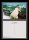 MayfairStamps British Antarctic Wandering Albatross Post Card aax_41275