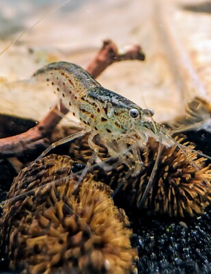 WHITE AMANO ALGAE EATER - Freshwater Aquarium Shrimp. We combine shipping