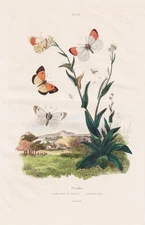 Pierides Insects Butterflies Dolls Caterpillars Steel Engraving Guerin-Meneville 1838