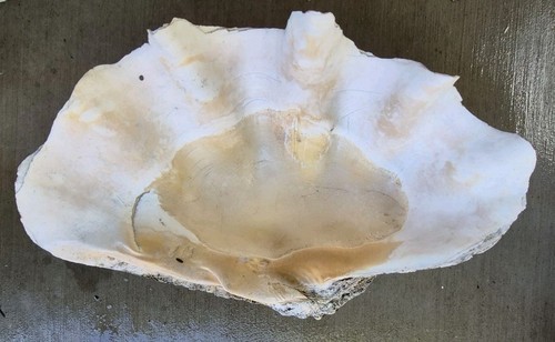 GIANT Genuine Ocean Giant Clam Shell Tridacna Gigas 57.11 pounds 26x16"