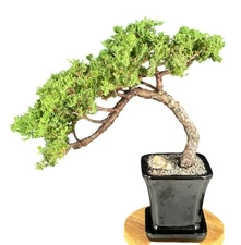 Juniper Bonsai Tree 16"H -Trained Outdoor  Evergreen Juniper Procumbens Nana