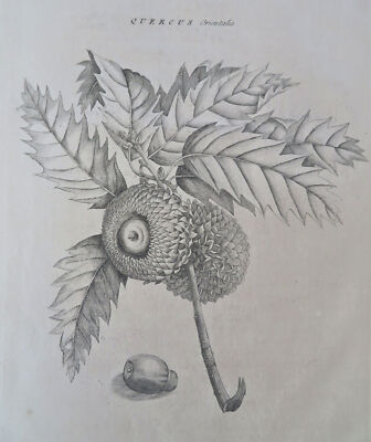 Quercus Orientalis Eastern Oak Tree Leaves & Acorns 1745 Ehret Botanical Print