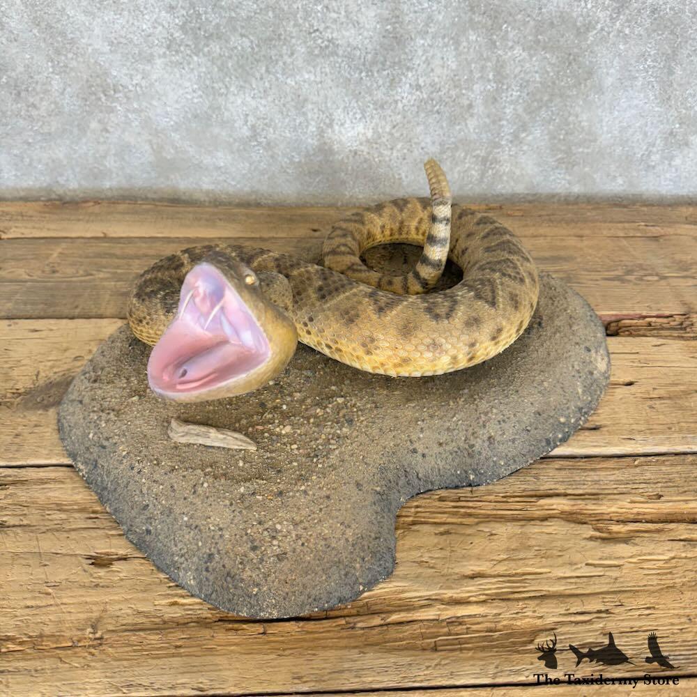 RATTLESNAKE BOX THE MODS Tracks in Epic… ZX-MIdFrame-Molle_Angle.jpg?