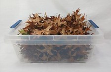 Oak Leaves 5 Gallons Leaf Litter Isopods Reptile Frog Terrarium Pet Craft Food