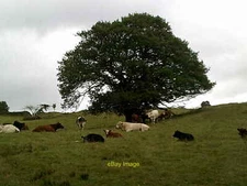 Photo 6x4 Cows in a field near to Heathwaite Manor Bowness-On-Windermere  c2014