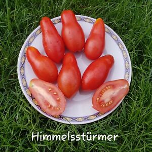 Stabtomate HIMMELSSTÜRMER Tomatensamen 10 Samen Soßentomate