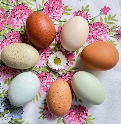 6+ Barnyard mix rainbow chicken hatching eggs