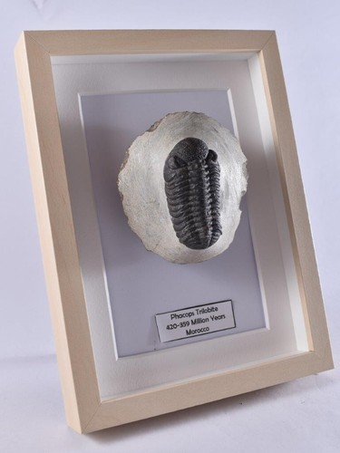 TRILOBITE Fossil Framed Phacops Devonian Morocco Amazing Eye Detail Uk Seller - Foto 1 di 3