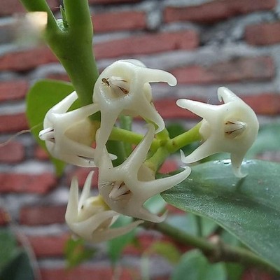 Hoya Solokensis Rare Plant