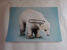 MOUNTED TAXIDERMY POLAR BEAR - COLOUR POSTCARD - UNUSED - STUFFED - MUSEUM