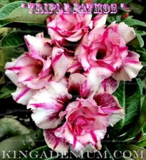 ADENIUM OBESUM DESERT ROSE ROSY " TRIPLE PATMOS " 50 SEEDS FRESH NEW HYBRID
