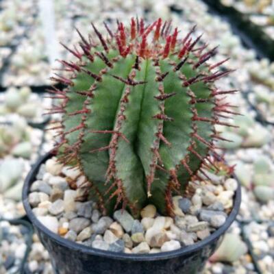 Milk Barrel Cactus 'Euphorbia cereiformis' cactus Cacti Succulent real live  plan | eBay