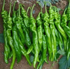 15 Organic Hot Screw Pepper 螺丝辣椒 Seeds, FREE SHIPPING