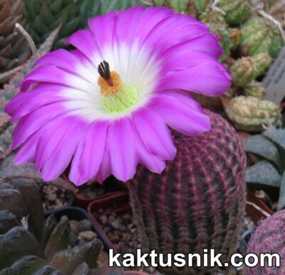 Echinocereus rigidissimus v. rubispinus 20seeds harvest 2023