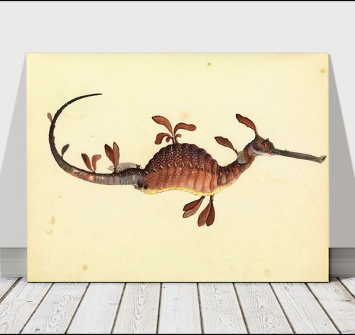 VINTAGE FISH ART - Leafy Sea Dragon - CANVAS ART PRINT POSTER - 12x8" - Photo 1/1