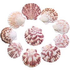 50 PCS Box Scallop Natural Sea Shell Beach DIY Craft Wedding Fish Tank Decor