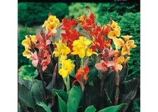 5 - GIANT CANNA LILY MIXTURE Flower Bulb Tuber Rhizomes * 5-6 Foot PERENNIALS