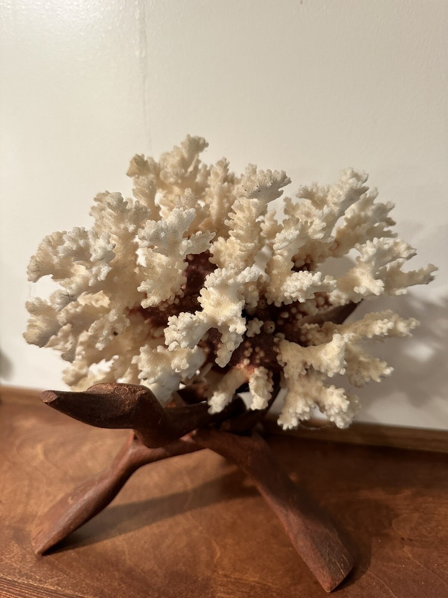 Excellent Large Natural White Coral with Wood Display Stand – 8” x