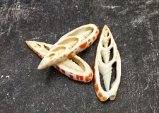 Center Cut Mitra Seashells Mitra (3 shells approx. 2+ inches)  