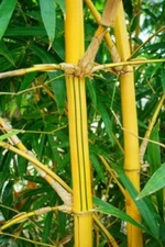 HAWAIIAN GOLD BAMBOO Bambusa vulgaris vittata -1 Division/Starter Plant-15" Tall