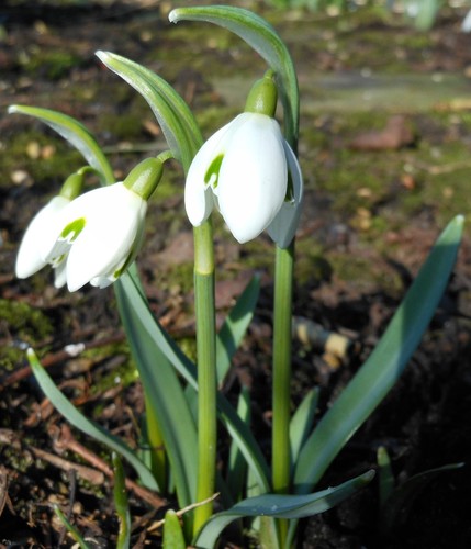Galanthus nivalis 'Melanie S.' - 1 FS bulb