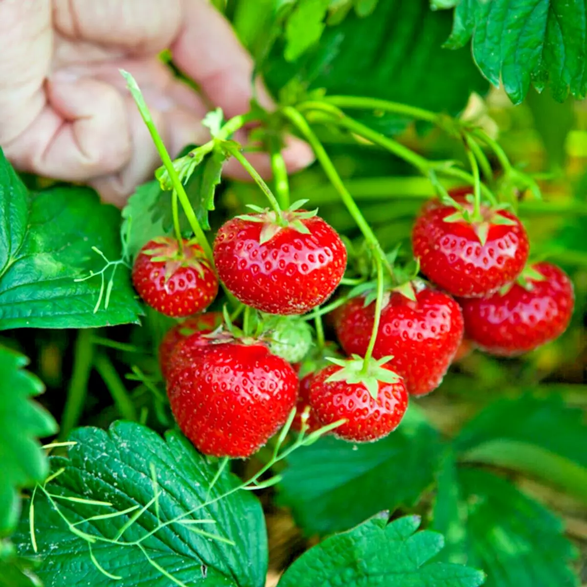 Strawberry plants deals