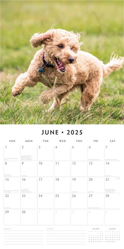 Cockapoos 2025 Square Wall Calendar