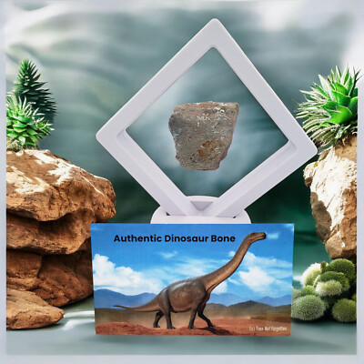 Authentic Dinosaur Bone Fossil from Morrison Formation 3D White Display