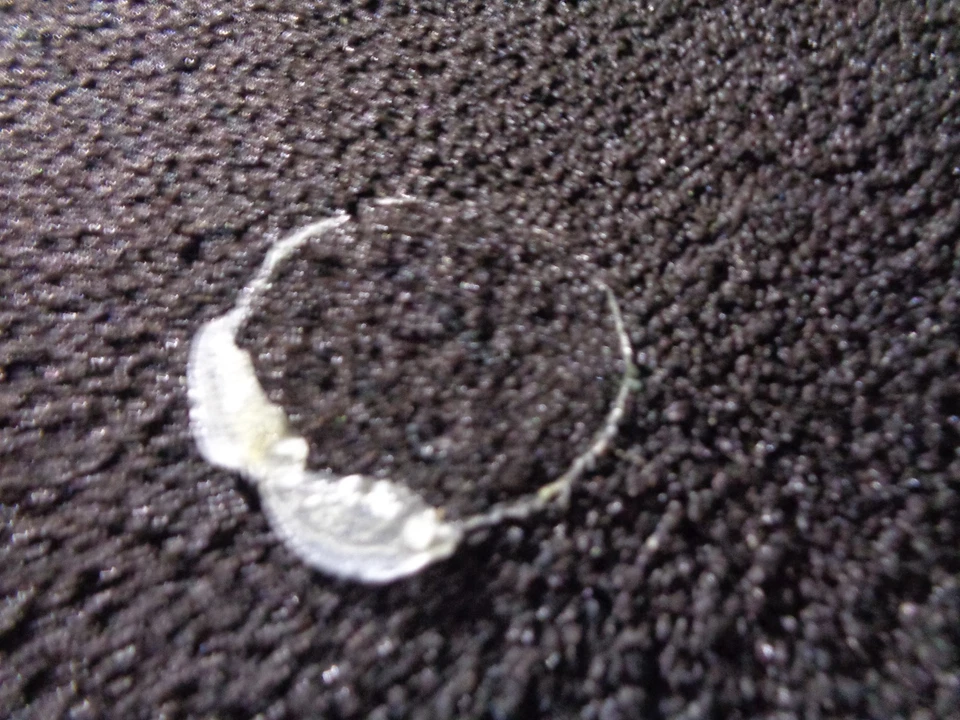 2009 - 2014 Nissan Cube Round Shag Dash Topper Pad (OEM)  - Image 3 of 3