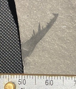 Eurypterid fossil - Acutiramus claw - Silurian - Fiddlers Green, Herkimer, NY