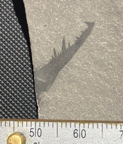 Eurypterid fossil - Acutiramus claw - Silurian - Fiddlers Green, Herkimer, NY