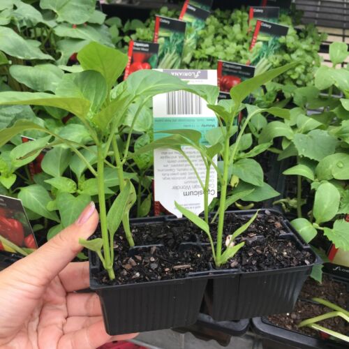 Californian Wonder CAPSICUM green to red vegetable plants 4cell seedling punnet - Picture 2 of 4