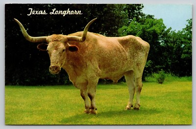 #ad Vintage TX Postcard Abilene Texas Longhorn 2100 Lbs Horn span 8 feet UNP h1 $4.00
