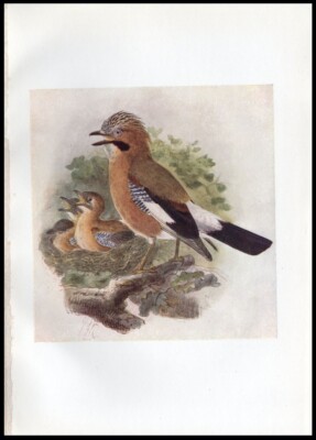 1917 H. Dresser Birds of Britain Original Antique Bird Print Jay