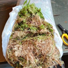 MOSS FRESH FOR CHRISTMAS WREATHS  IN STOCK, VARIOUS WEIGHTS AVAILABLE!