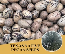 Texas Native Pecan Tree Seeds 20 Fresh Seeds For Growing Nuts Homestead Prepper