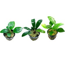 Anubias Assorted Bundle Pack of 3 Pots - Live Aquarium Plants