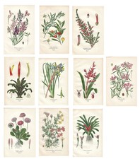 Stampe antiche SERIE 10 FIORI INGLESI botanica Edward Step 1896 Antique prints