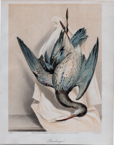 Vogeljagd. .4x Sammlung originale Stahlstiche; von French um 1850 - Bild 1 von 4