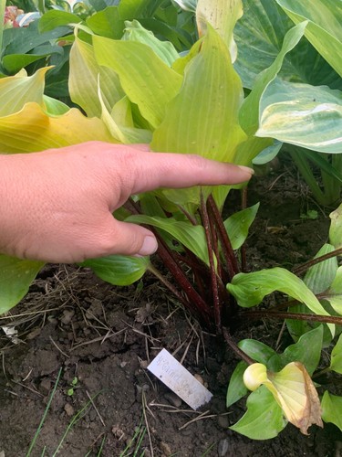 Hosta ‘ Holar Garnet Crow ’ Plantain Lily Plant Shipping Spring 2025 - Picture 4 of 6