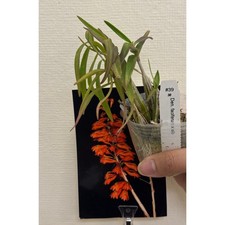 Copied - dendrobium faciferum Rare collector orchid blooming size