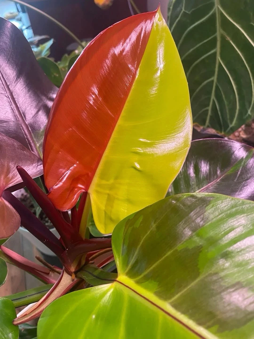 Philodendron 'Red Moon'