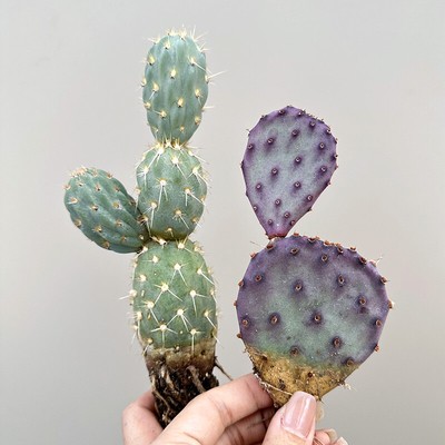 High6-8cm Cactus Succulent Plant Home Garden beautiful Plant
