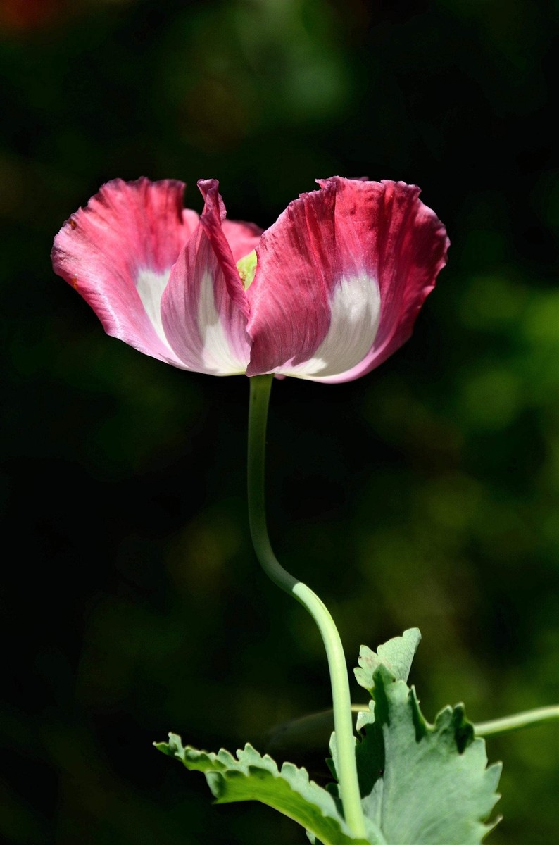 200 Organic AMPHORA POPPY Pink & White Papaver Flower Seeds