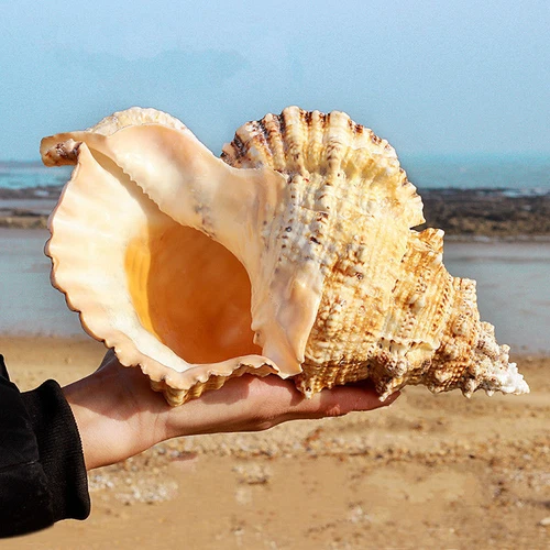 Natural Tutufa Rubeta Conch Shell Sea Snail Gift Home Fish Tank Ornament 22-23cm - Picture 3 of 13
