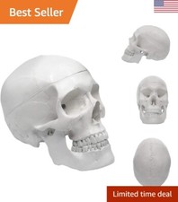 Modello teschio anatomico dentale premium - facile da pulire - educativo e decorativo