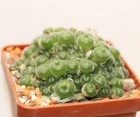 Conophytum stephanii Rosyntjieberg MG1452.78-seeds 20 pcs 2023 y